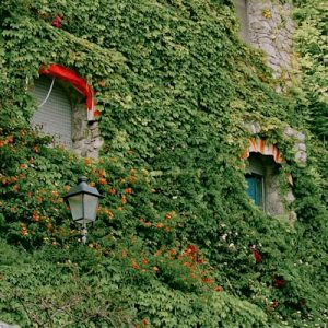 Jardin & Plantes