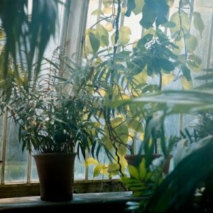 Plantes & Terrariums